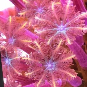 Meet your Posher, Toby